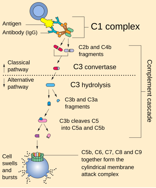 Complement system
